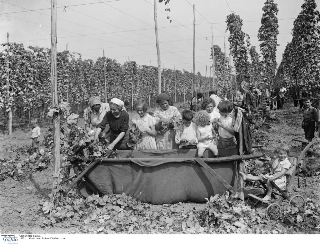 Hop picking . 1935 .