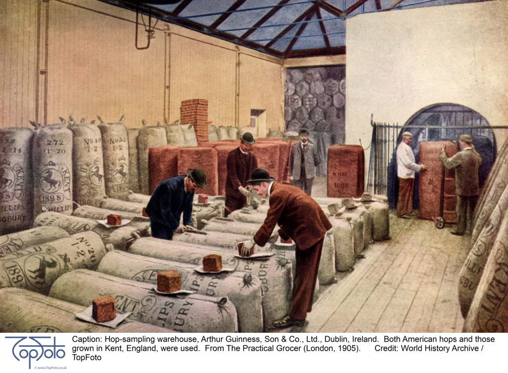 Hop-sampling warehouse, Arthur Guinness, Son & Co., Ltd., Dublin, Ireland. Both American hops and those grown in Kent, England, were used. From The Practical Grocer (London, 1905).
